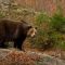 סיור: תצפית על הדובים החומים בהרי הטטרה